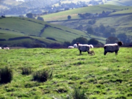 [picture: Panorama - Sheep-covered hills: 13]