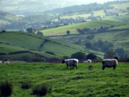 [picture: Panorama - Sheep-covered hills: 14]