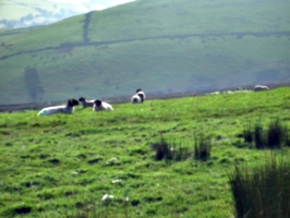 [picture: Panorama - Sheep-covered hills: 21]