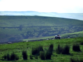 [picture: Panorama - Sheep-covered hills: 28]
