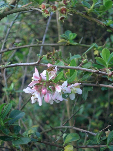 [Picture: Pink Flower]