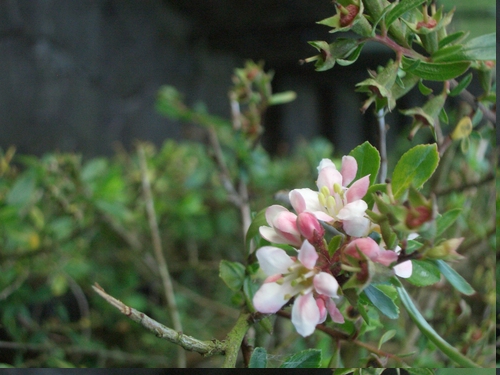 [Picture: Pink Flower 2]