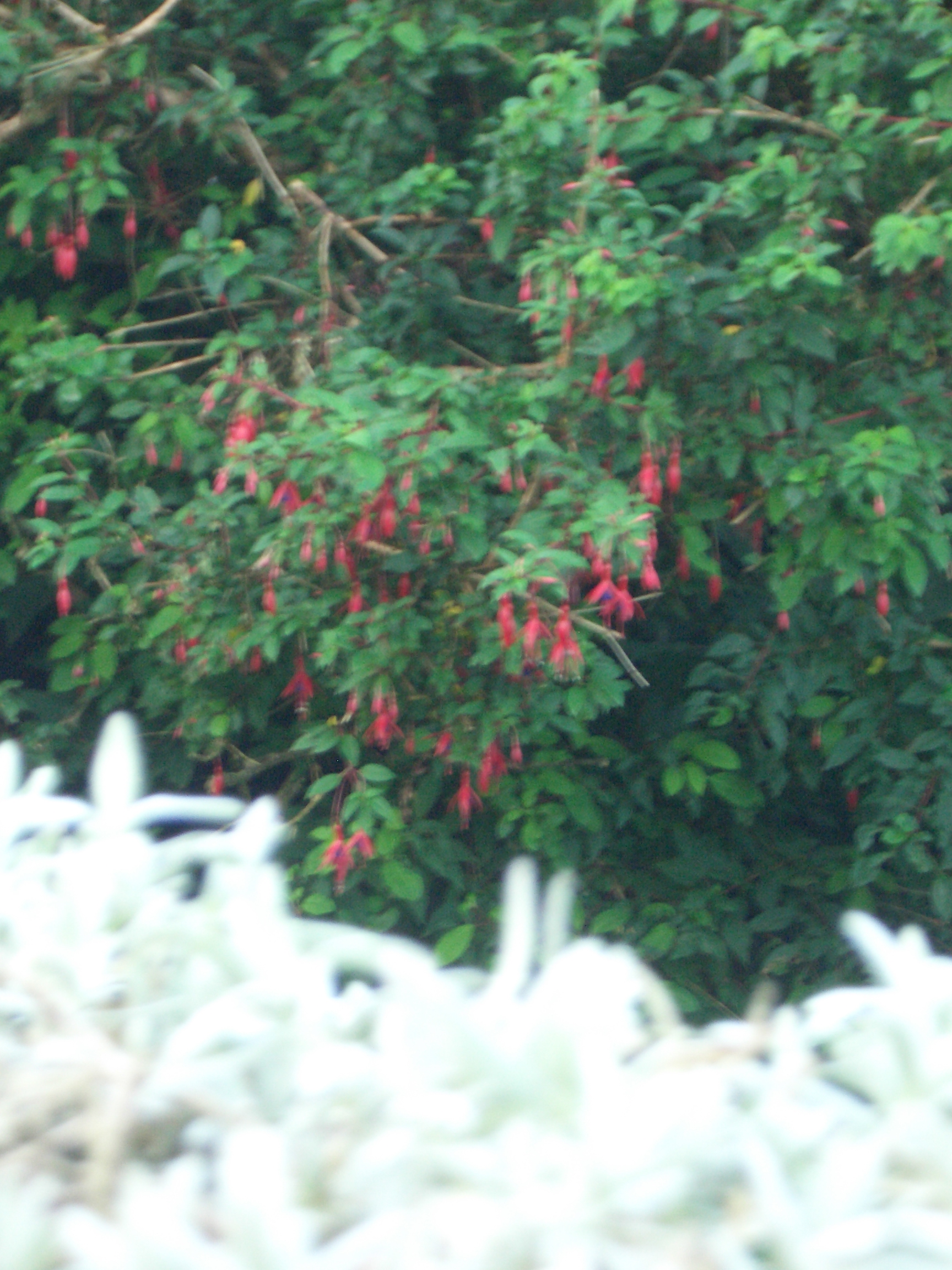 [Picture: Blurry plants]