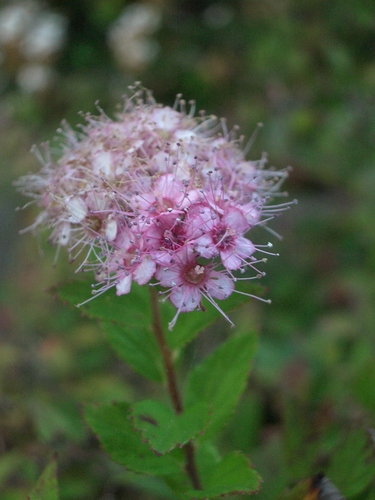 [Picture: Pink flower]