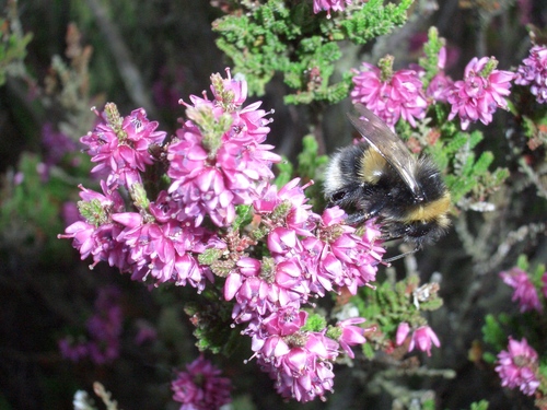 [Picture: Purple-pink flowers with bumble bee]