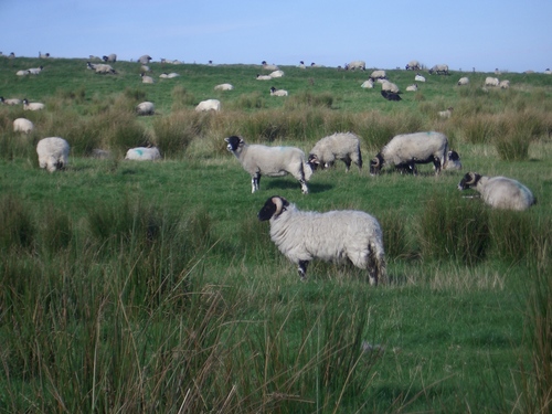 [Picture: Panorama - Sheep-covered hills: 1]