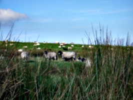 [Picture: Panorama - Sheep-covered hills: 2]