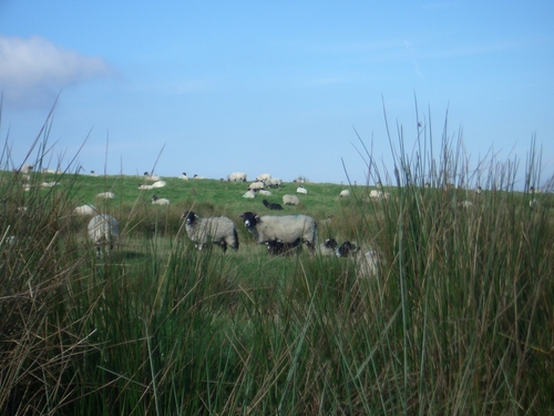 [Picture: Panorama - Sheep-covered hills: 2]