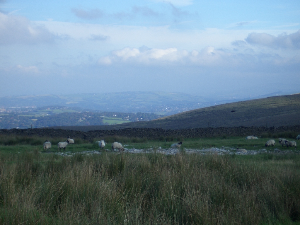 [Picture: Panorama - Sheep-covered hills: 3]