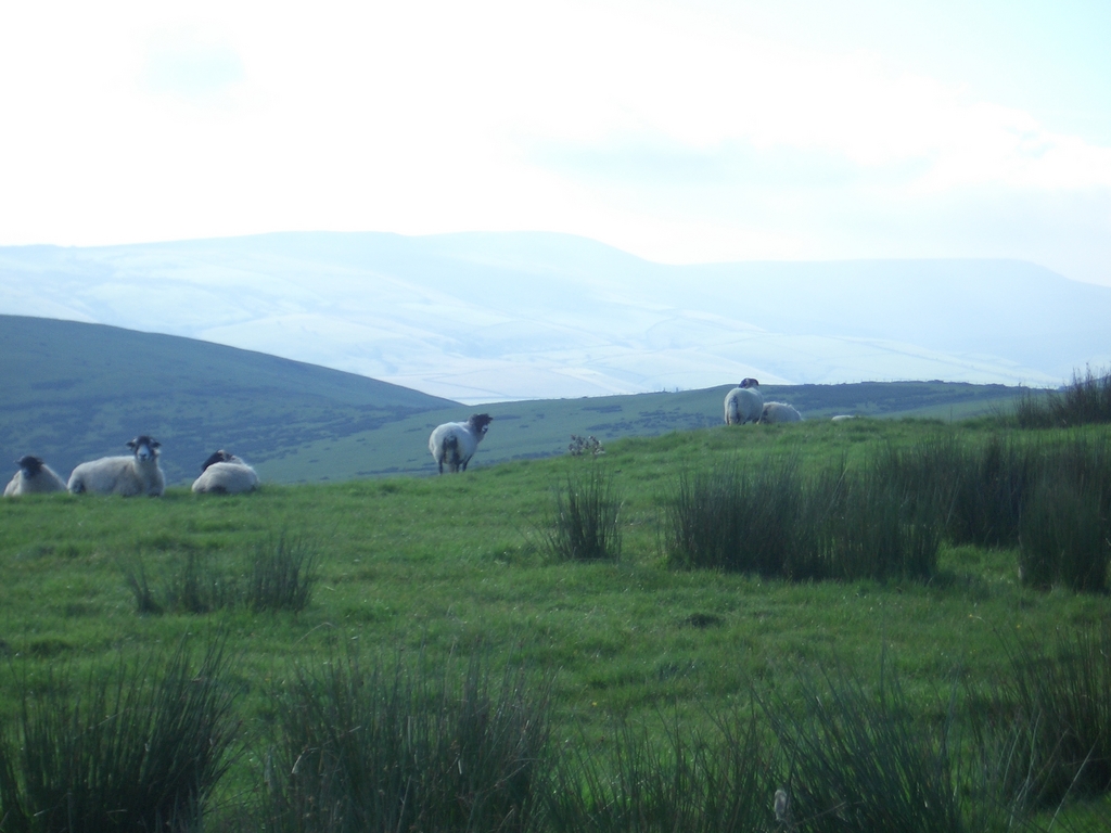 [Picture: Panorama - Sheep-covered hills: 4]