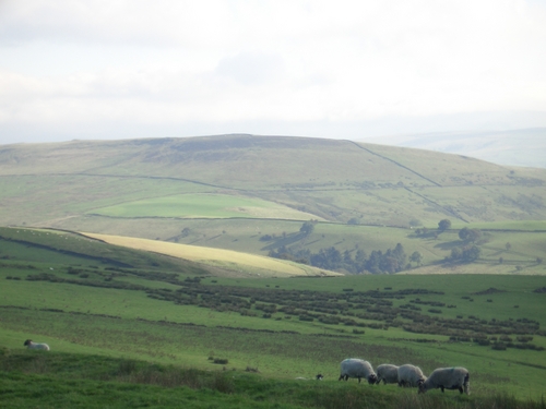 [Picture: Panorama - Sheep-covered hills: 5]