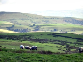 [Picture: Panorama - Sheep-covered hills: 6]
