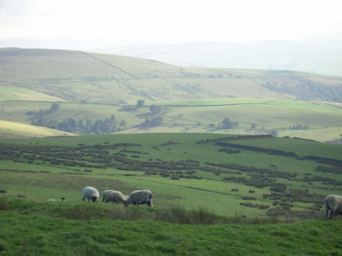 [Picture: Panorama - Sheep-covered hills: 6]