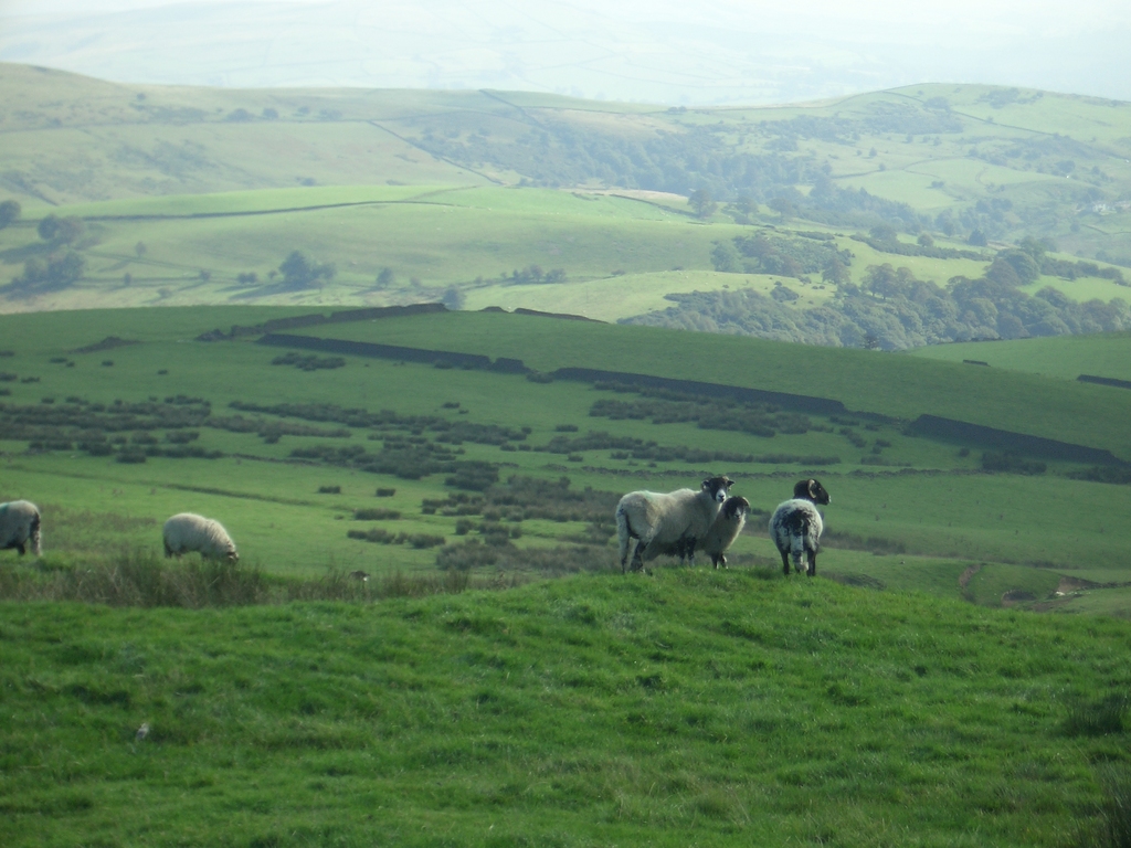 [Picture: Panorama - Sheep-covered hills: 7]