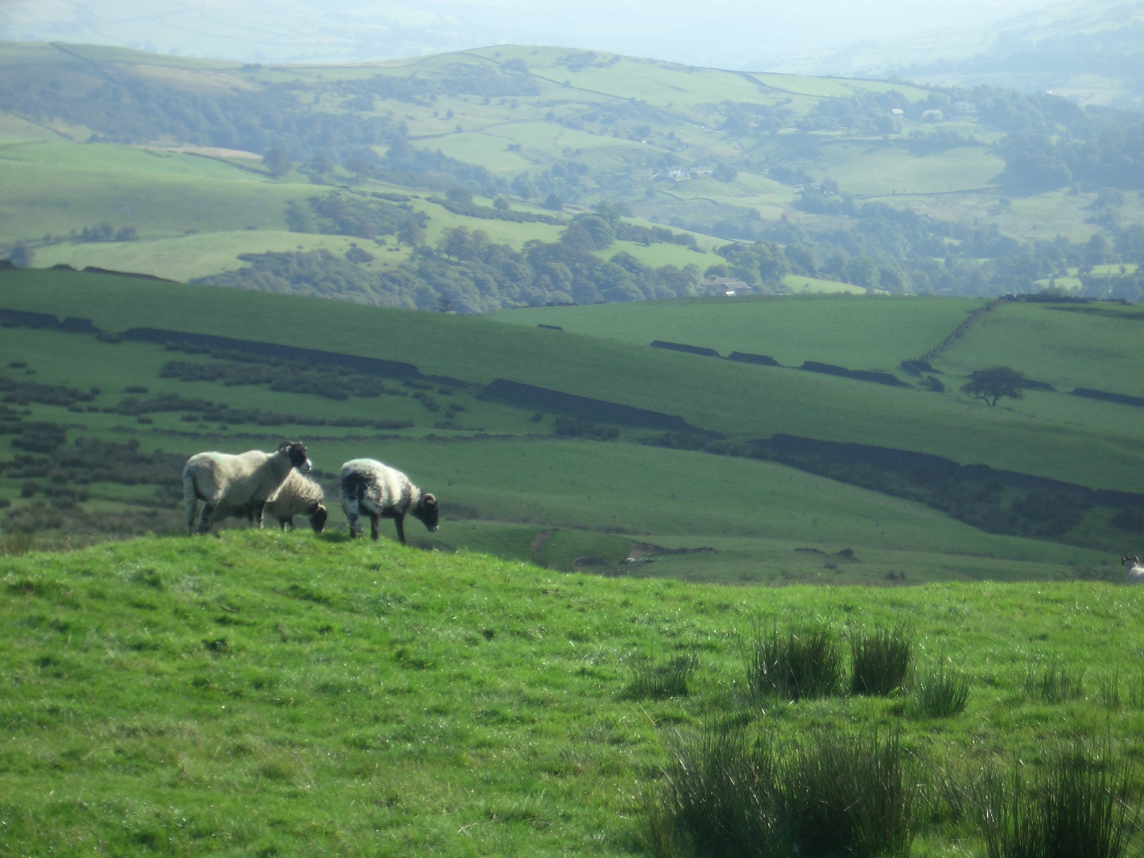 [Picture: Panorama - Sheep-covered hills: 8]