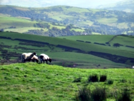 [Picture: Panorama - Sheep-covered hills: 8]