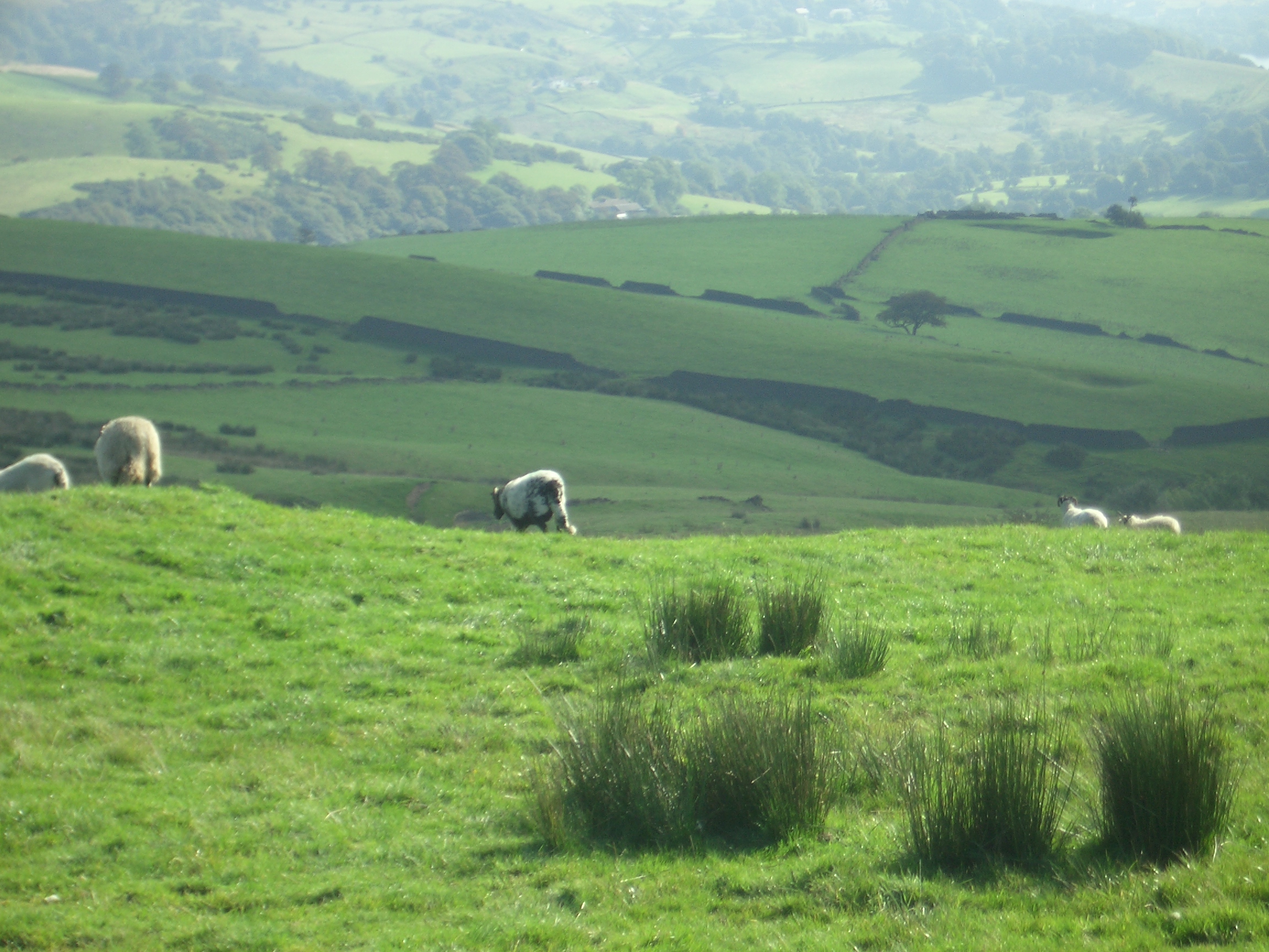 [Picture: Panorama - Sheep-covered hills: 9]