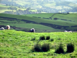 [Picture: Panorama - Sheep-covered hills: 9]