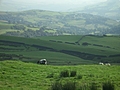 [Picture: Panorama - Sheep-covered hills: 10]