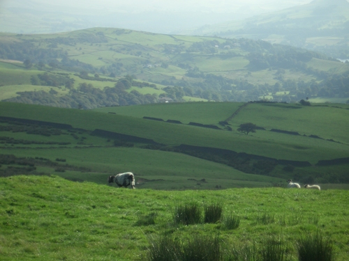 [Picture: Panorama - Sheep-covered hills: 10]