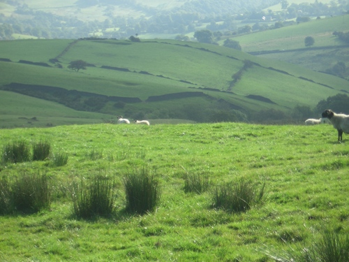 [Picture: Panorama - Sheep-covered hills: 11]