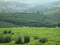 [Picture: Panorama - Sheep-covered hills: 12]