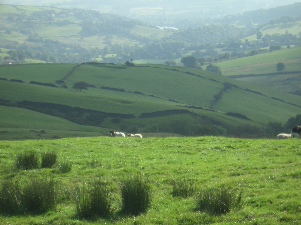 [Picture: Panorama - Sheep-covered hills: 12]
