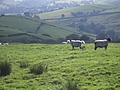 [Picture: Panorama - Sheep-covered hills: 13]