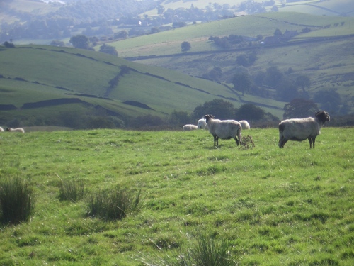 [Picture: Panorama - Sheep-covered hills: 13]