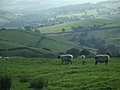 [Picture: Panorama - Sheep-covered hills: 14]