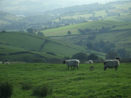 [Picture: Panorama - Sheep-covered hills: 14]