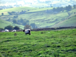 [Picture: Panorama - Sheep-covered hills: 15]