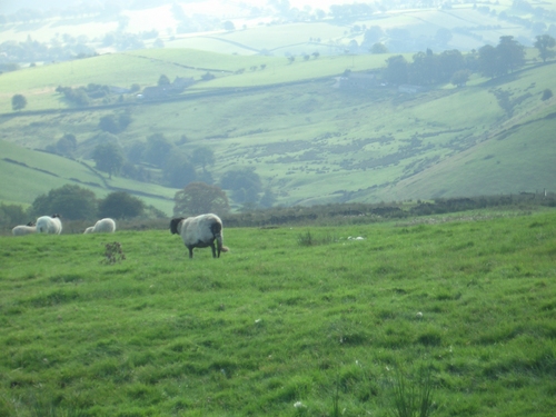 [Picture: Panorama - Sheep-covered hills: 15]