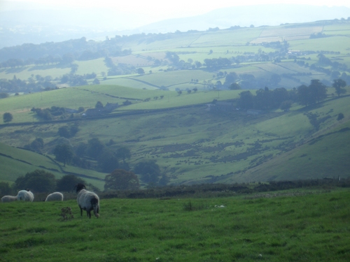 [Picture: Panorama - Sheep-covered hills: 16]