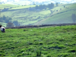 [Picture: Panorama - Sheep-covered hills: 17]