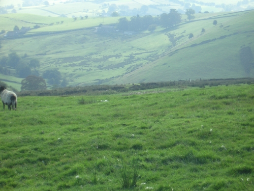 [Picture: Panorama - Sheep-covered hills: 17]