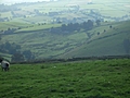 [Picture: Panorama - Sheep-covered hills: 18]