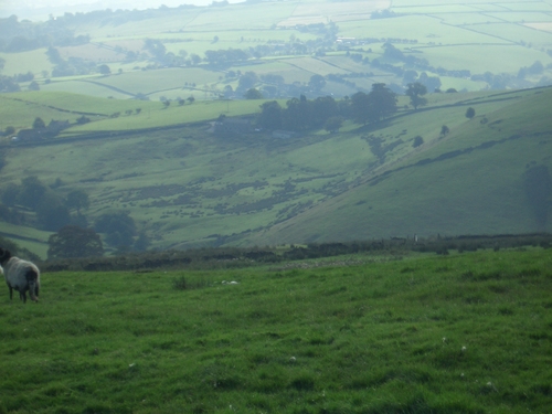 [Picture: Panorama - Sheep-covered hills: 18]