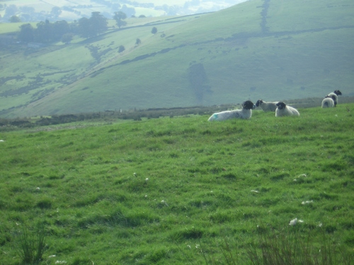 [Picture: Panorama - Sheep-covered hills: 19]