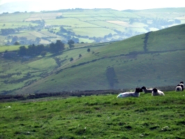 [Picture: Panorama - Sheep-covered hills: 20]