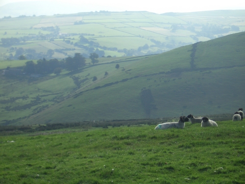 [Picture: Panorama - Sheep-covered hills: 20]