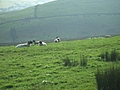 [Picture: Panorama - Sheep-covered hills: 21]