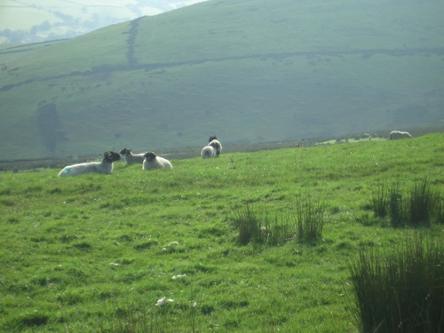 [Picture: Panorama - Sheep-covered hills: 21]