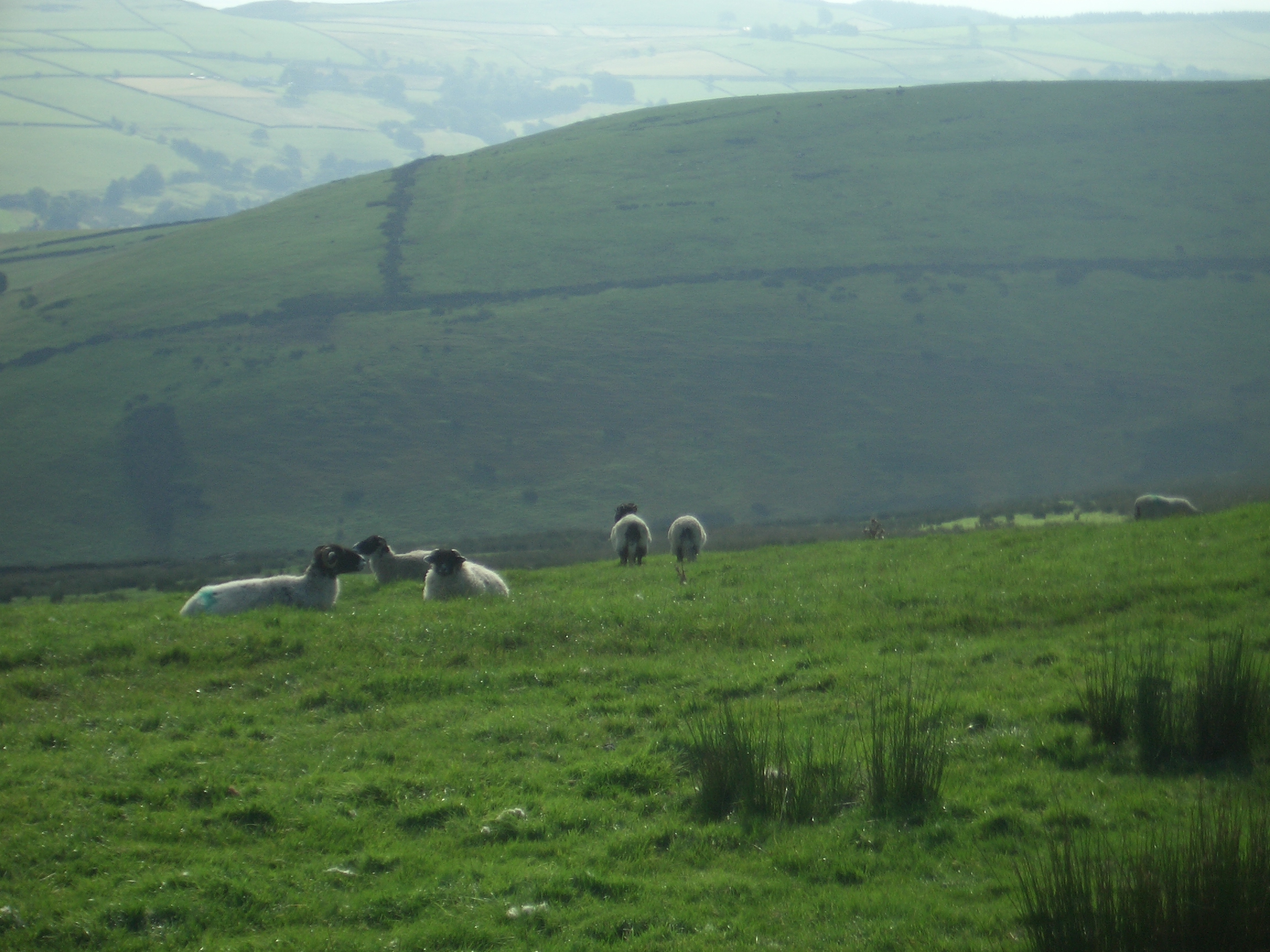 [Picture: Panorama - Sheep-covered hills: 22]