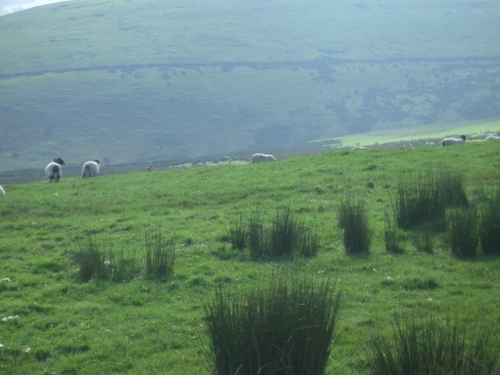 [Picture: Panorama - Sheep-covered hills: 23]