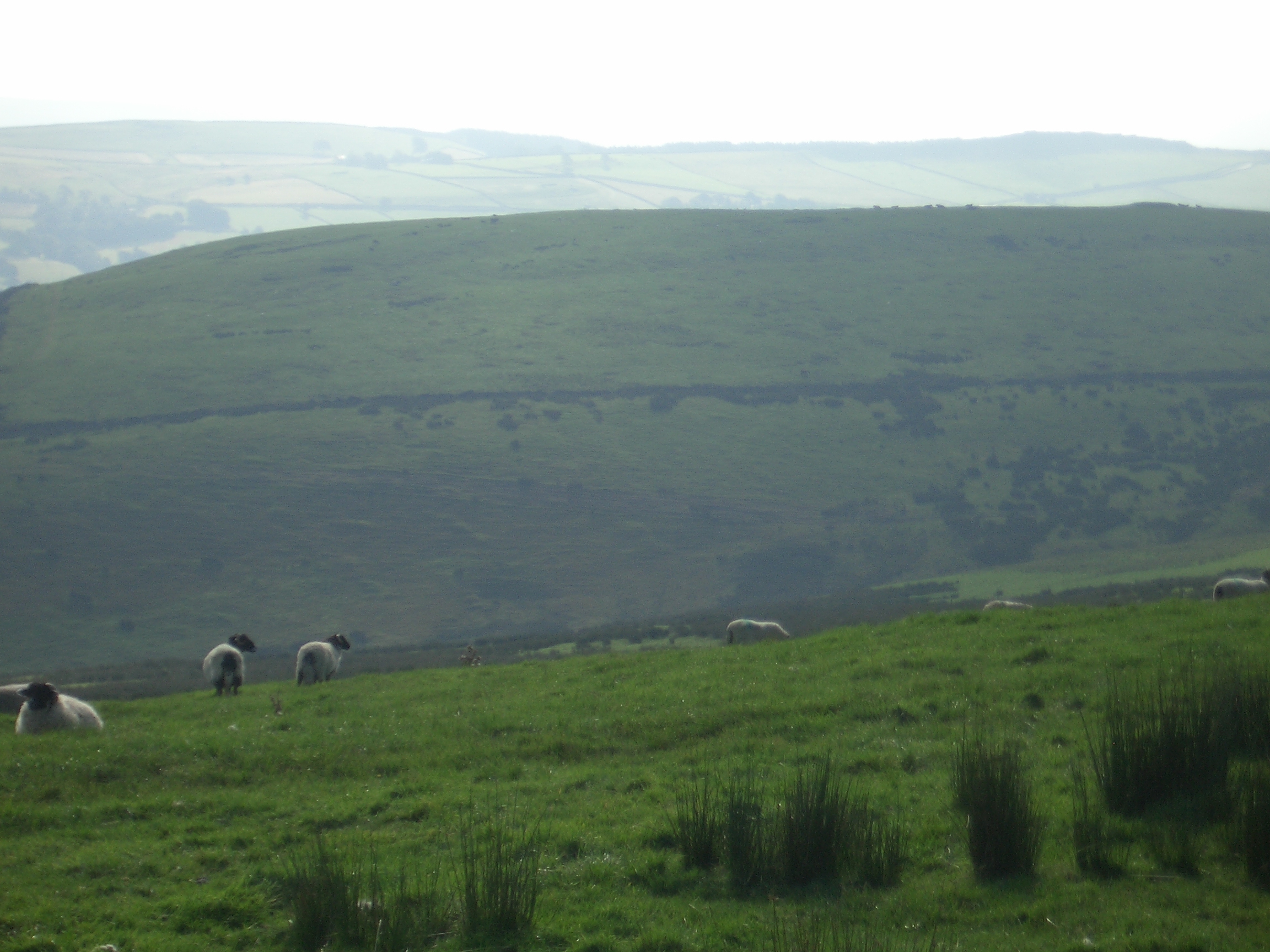 [Picture: Panorama - Sheep-covered hills: 24]