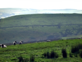 [Picture: Panorama - Sheep-covered hills: 24]
