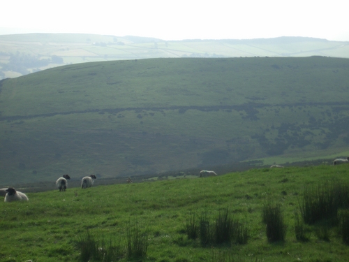 [Picture: Panorama - Sheep-covered hills: 24]