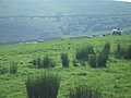 [Picture: Panorama - Sheep-covered hills: 25]