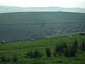 [Picture: Panorama - Sheep-covered hills: 26]
